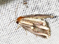 Anedhella interrupta