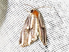 Anedhella interrupta