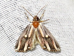 Anedhella interrupta