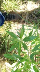 Nidorella ivifolia