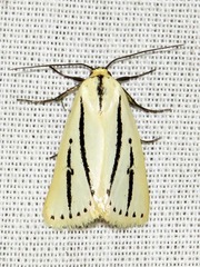 Grammarctia bilinea