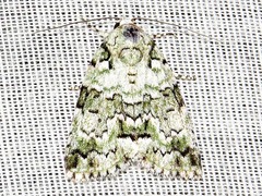 Blenina squamifera