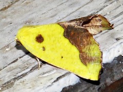 Drepanogynis cambogiaria