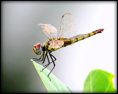 Urothemis signata