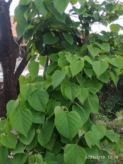 Gmelina