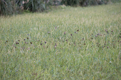 Lonchura punctulata topela