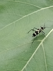 Chlorophorus curtisi