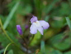 Mazus pumilio