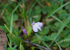 Mazus pumilio