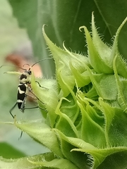 Chlorophorus curtisi