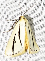 Grammarctia bilinea