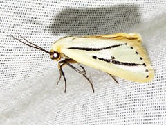 Grammarctia bilinea