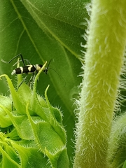 Chlorophorus curtisi