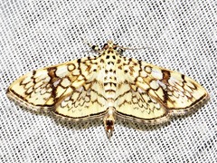 Haritalodes