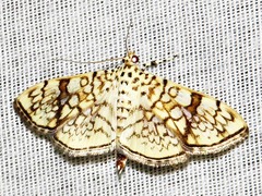 Haritalodes