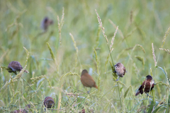 Lonchura punctulata topela
