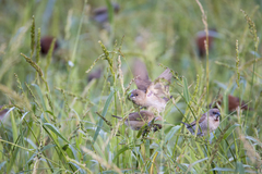 Lonchura punctulata topela