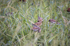 Lonchura punctulata topela