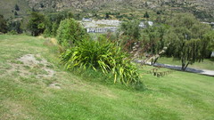 Phormium cookianum