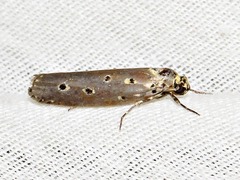 Ethmia circumdatella