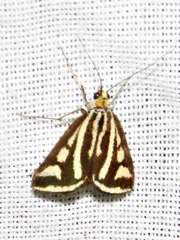 Loxostege venustalis