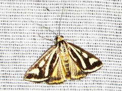 Loxostege venustalis