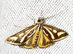 Loxostege venustalis