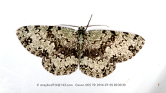 Ophthalmitis irrorataria