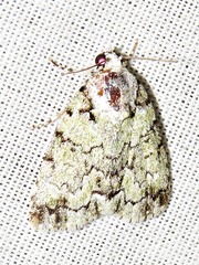 Blenina squamifera