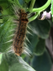 Bombycopsis capicola