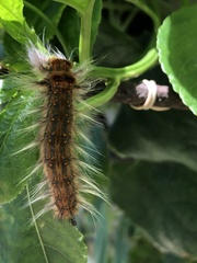 Bombycopsis capicola