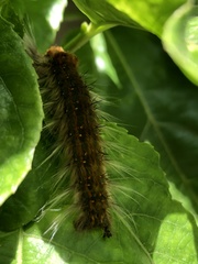 Bombycopsis capicola