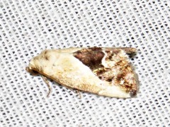 Lithacodia caffristis