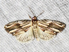 Anedhella interrupta