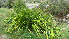 Phormium cookianum