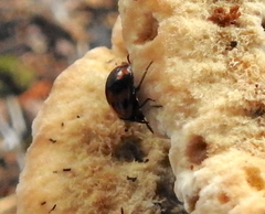 Diaperis nigronotata