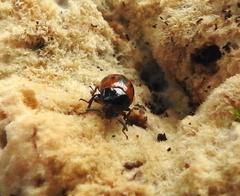 Diaperis nigronotata