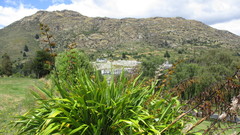 Phormium cookianum