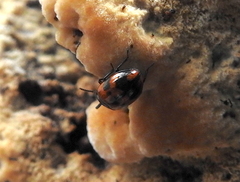 Diaperis nigronotata
