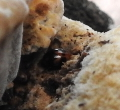 Diaperis nigronotata