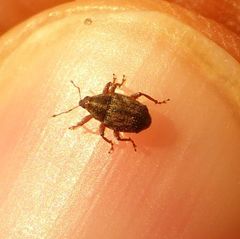 Trichosirocalus troglodytes