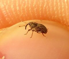 Trichosirocalus troglodytes