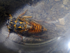 Pauropsalta