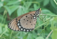 Acraea terpsicore