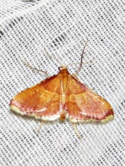 Endotricha erythralis