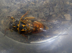 Pauropsalta