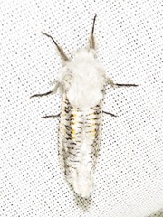 Azygophleps inclusa