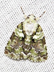 Blenina squamifera