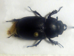Dorculus difformipes