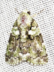 Blenina squamifera